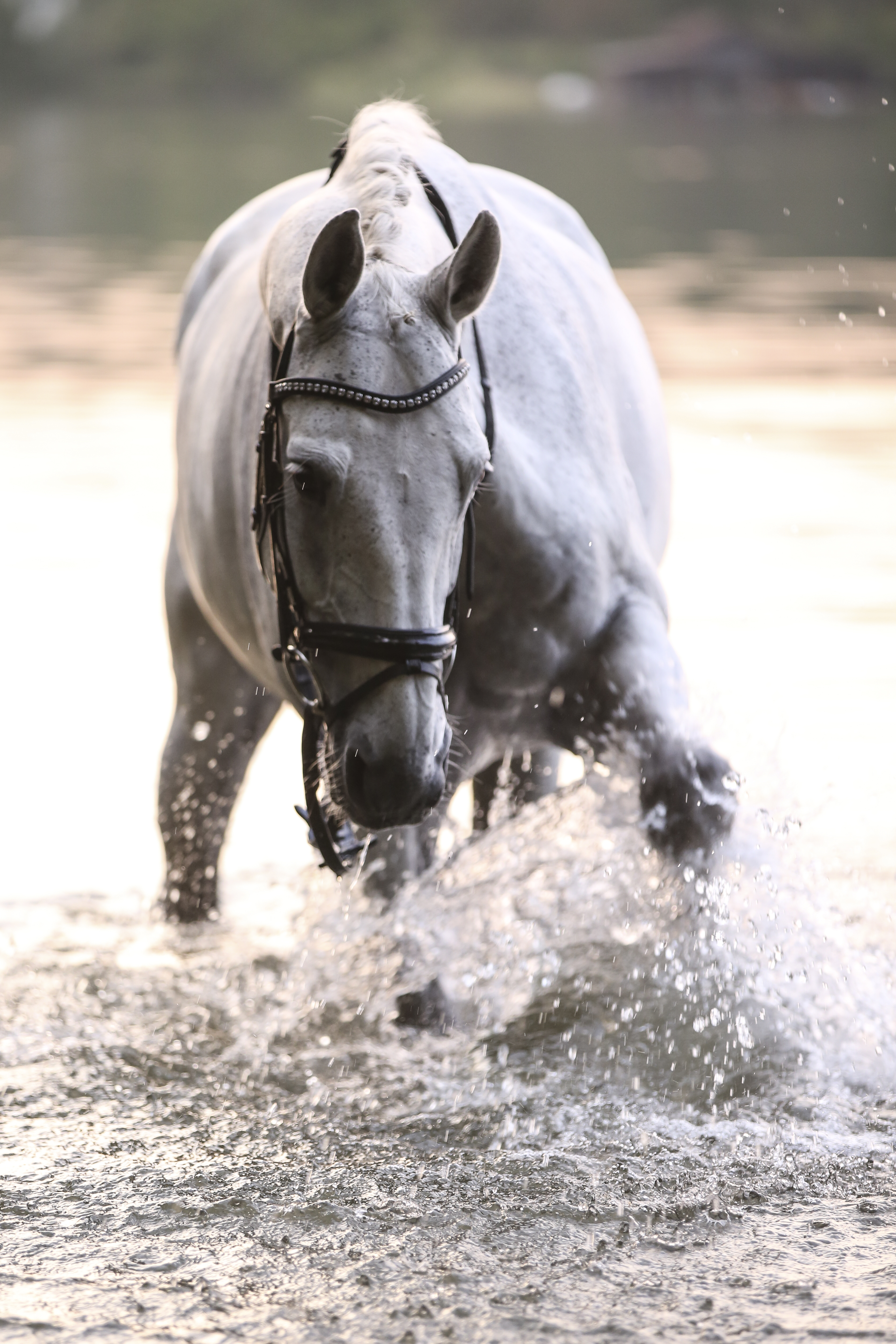 FOTIFABRIK.ch Beitrag: Pferde-Fotoshooting im Wasser